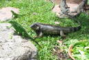 2003 Aruba